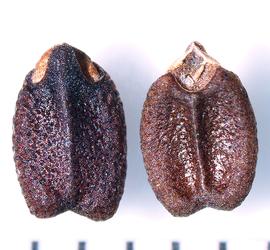   Fruits:   Hyptis suaveolens ; Photo by A. Margina, USDA APHIS PPQ, imageID.idtools.org
